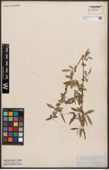 Foto von Salix babylonica L.